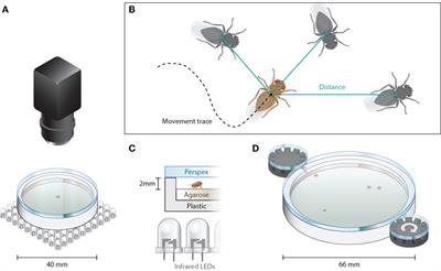 Neuroligins Nlg2 and Nlg4 Affect Social Behavior in Drosophila melanogaster